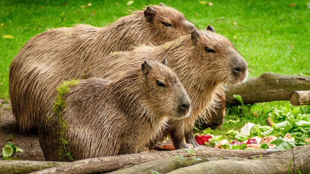 How Much Does a Capybara Cost in Texas